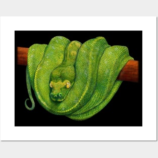 Green Tree Python Posters and Art